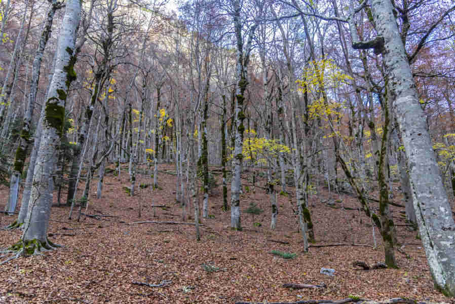 Huesca - parque nacional de Ordesa y Monte Perdido - valle de Ordesa 43 - bosque de hayas.jpg